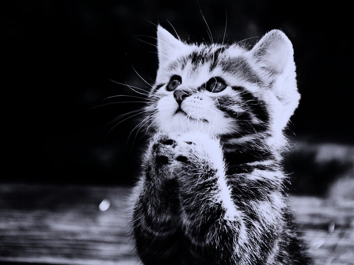 Китайский художник Paul lung.