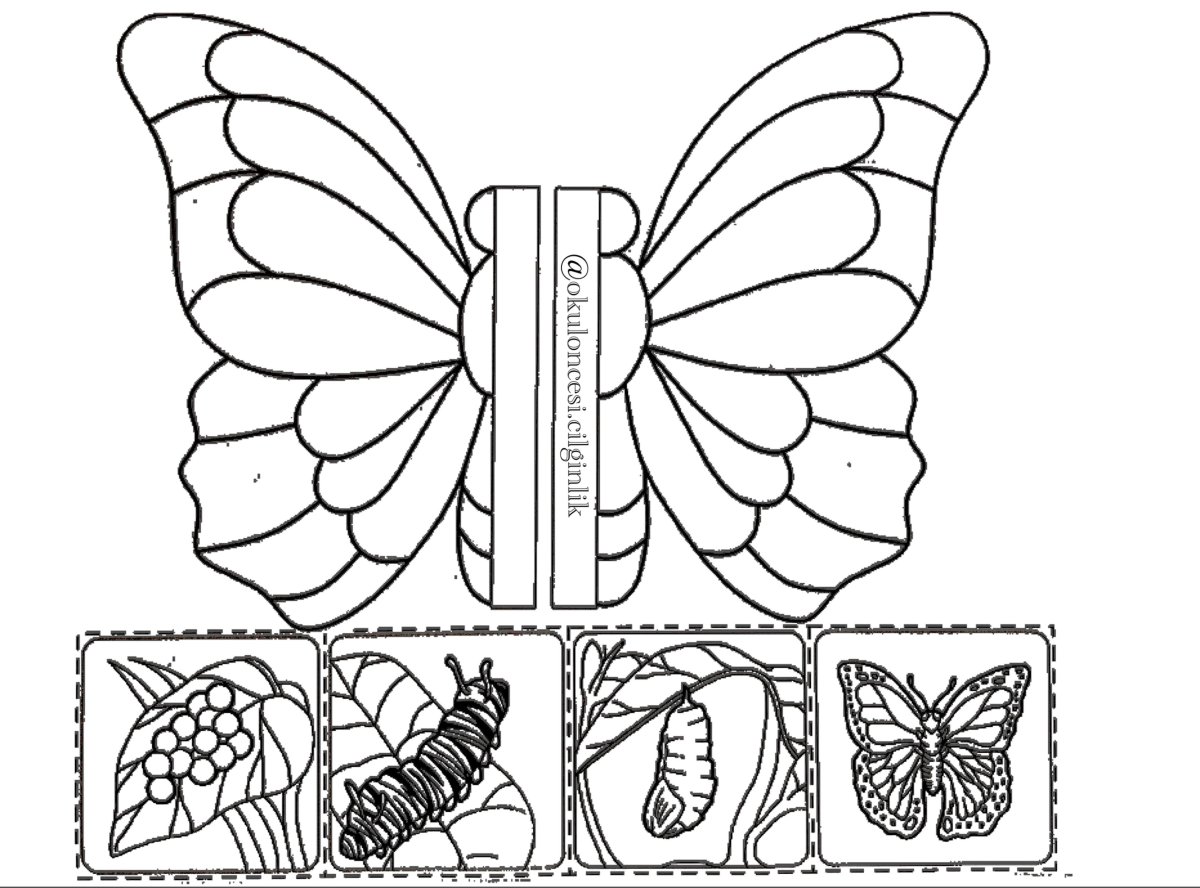 Развитие бабочки детям раскраски