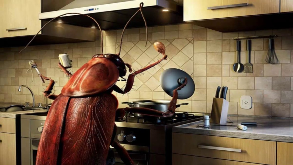 Таракан прикол