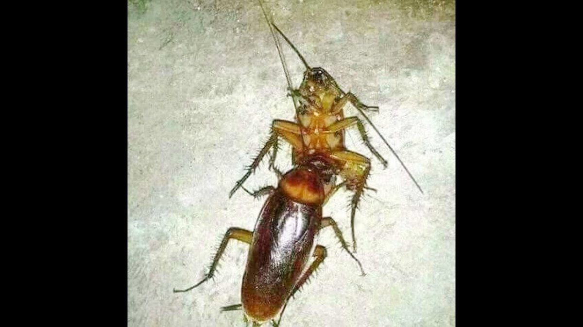 Мои тараканы