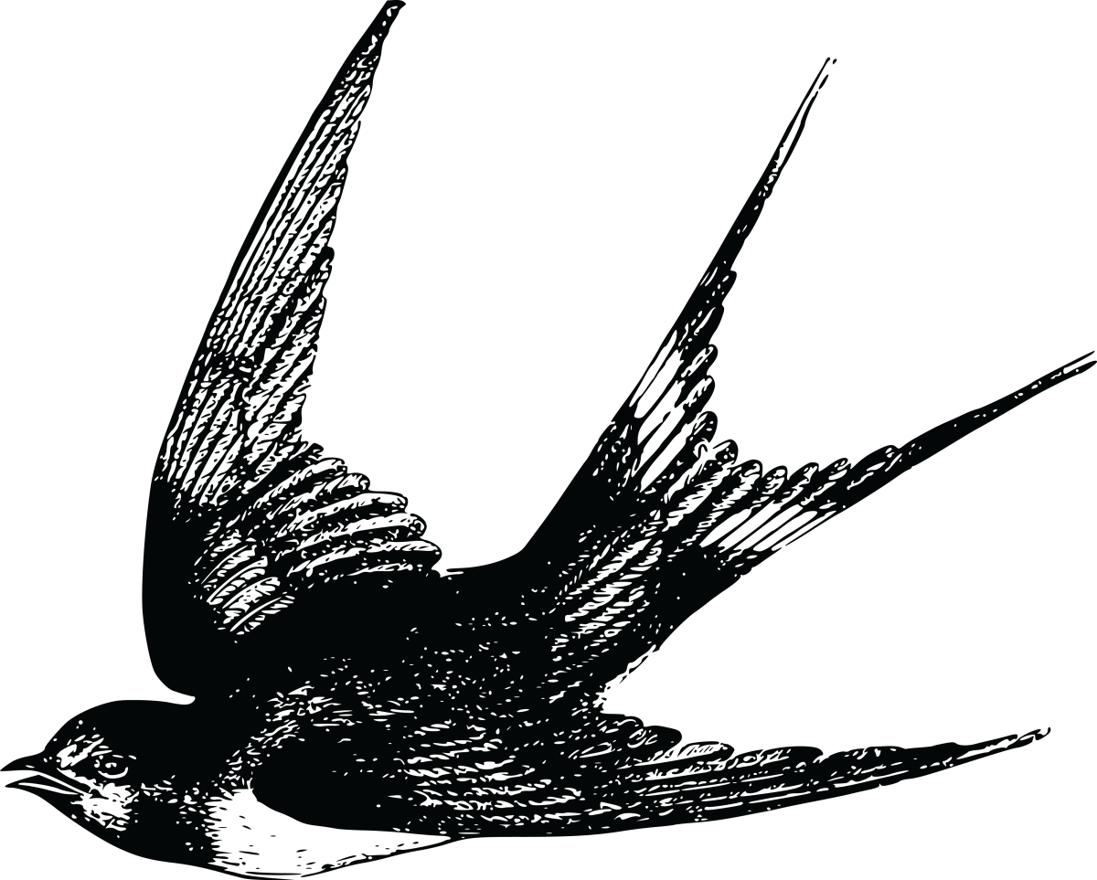 Ласточка картинка для детей