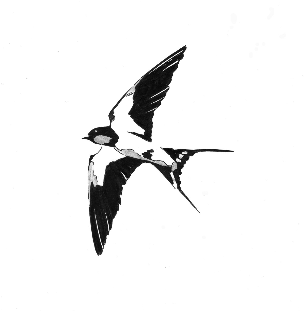 Ласточка Графика