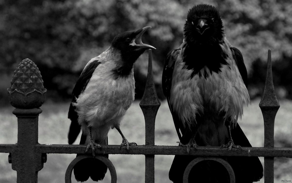 Пьяная ворона