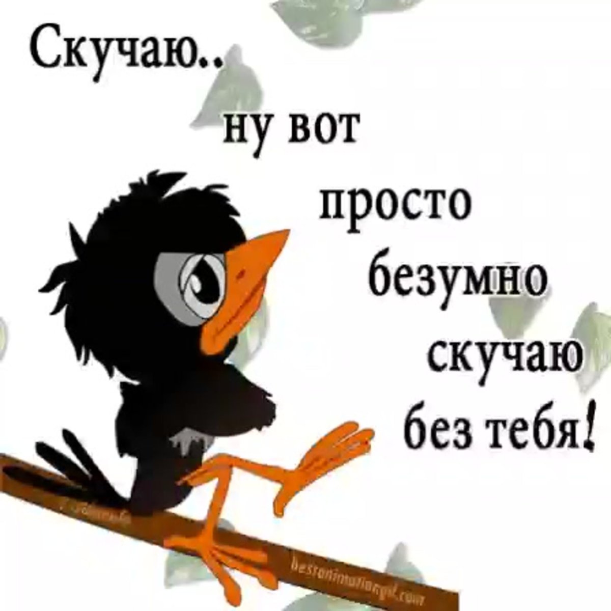 Наглый ворон