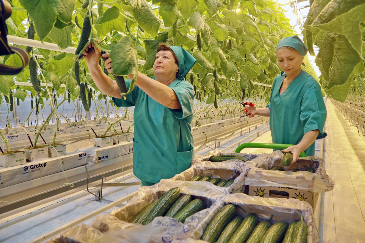 Овощевод тепличный комплекс