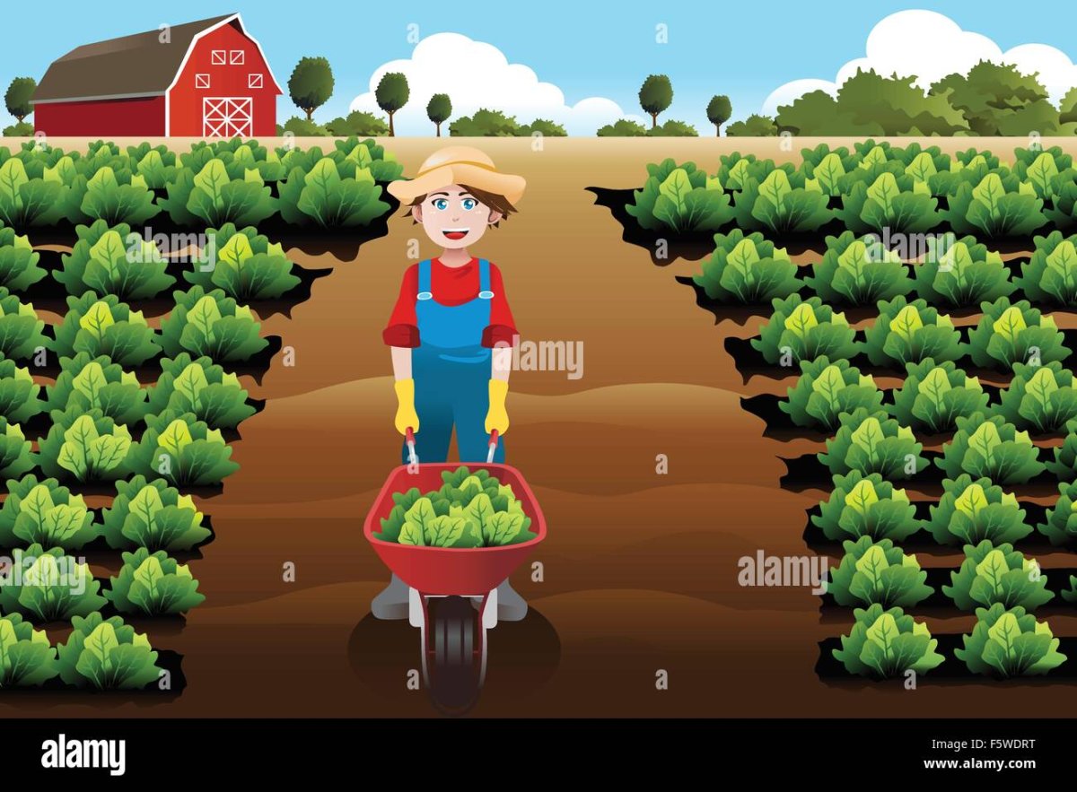 Капуста на грядке рисунок