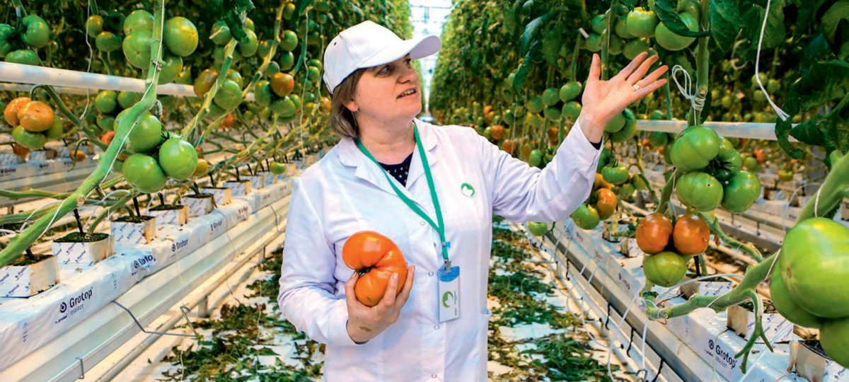 Тепличный комплекс Электросталь