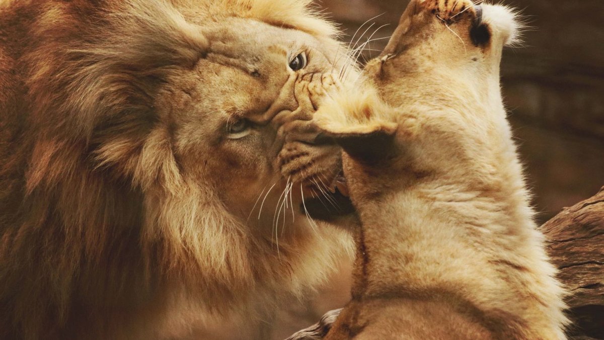 Львы нежность