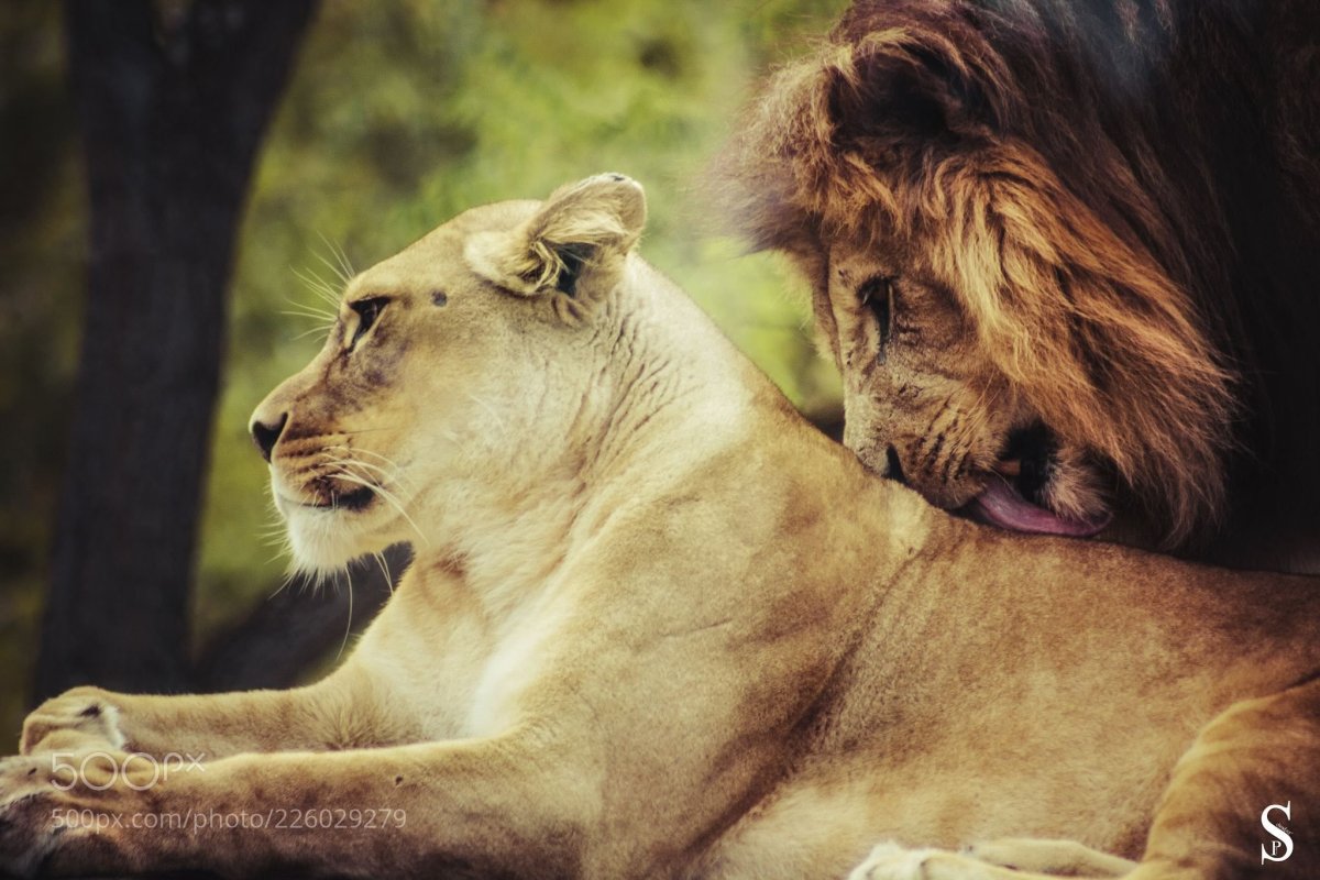 Влюбленные львы