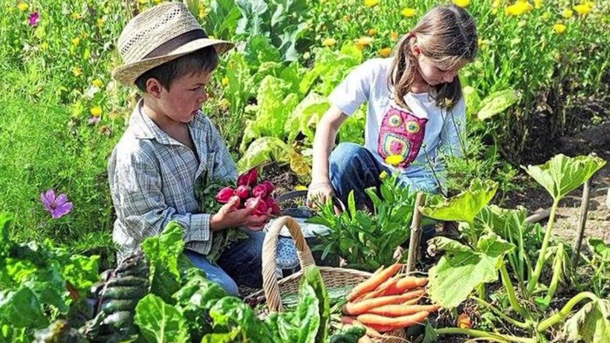 Люди собирают овощи