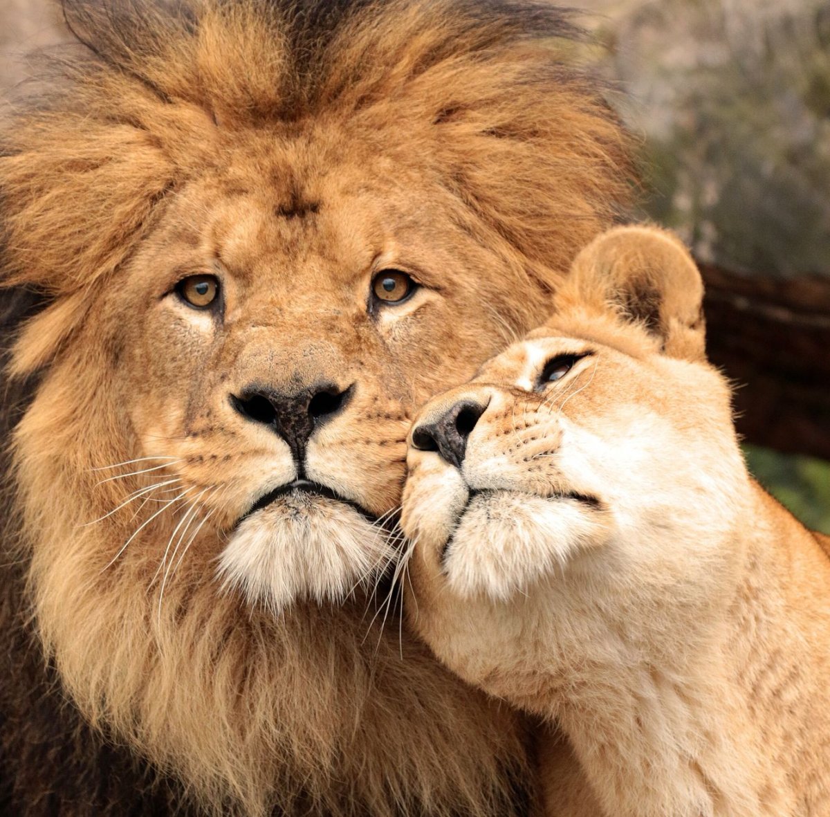 Львы обнимаются