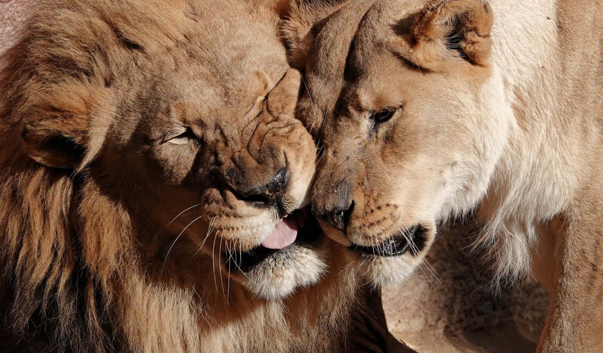 Лев и львица любовь
