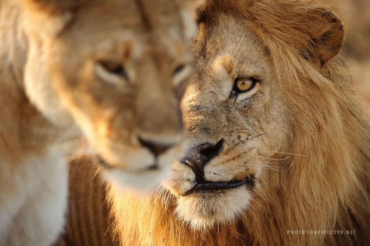 Лев обнимает