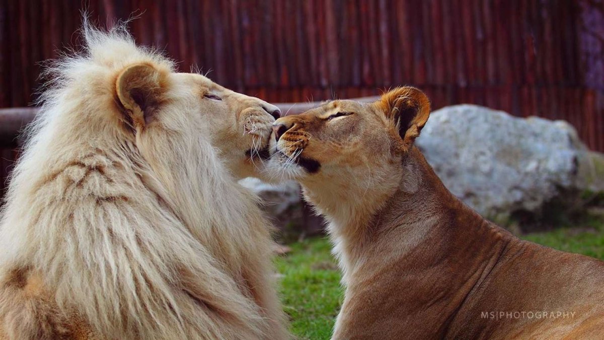 Лев и львица