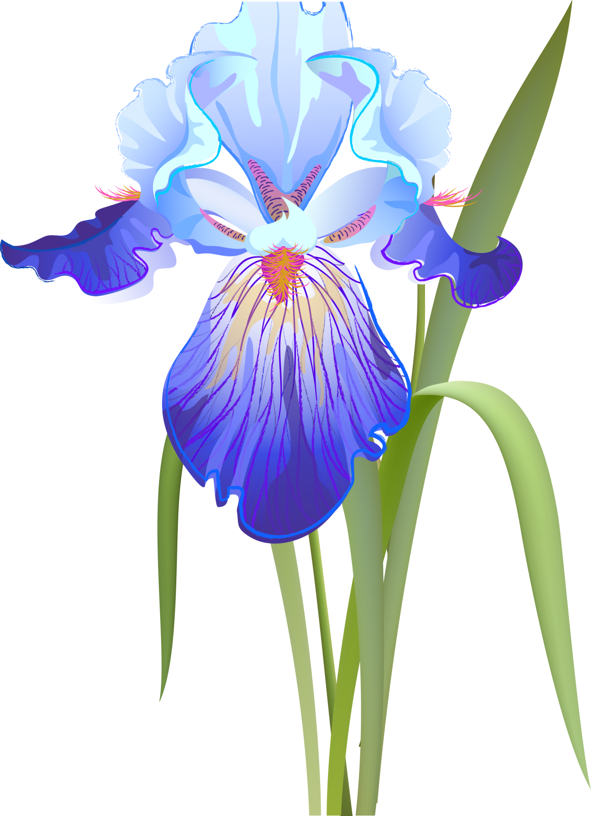 Ирис для детей