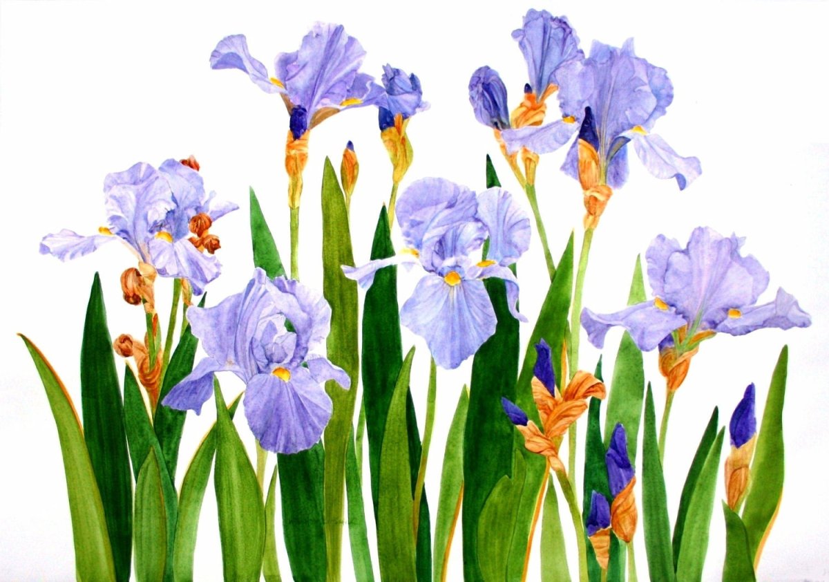 Ирисы цветы живопись