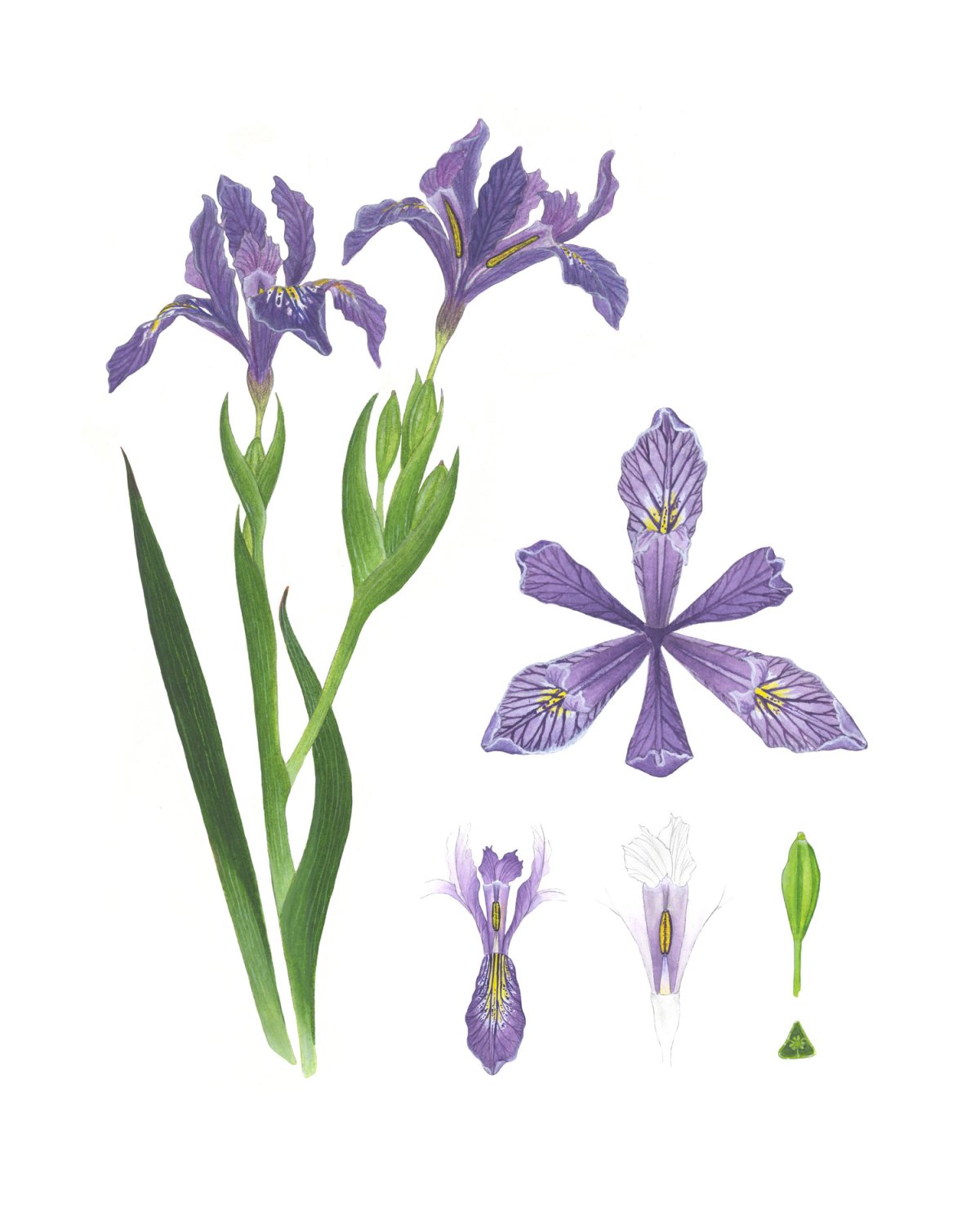 Ирисы цветы акварель