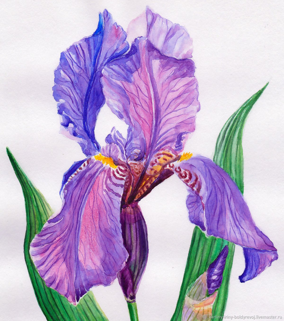 Anna Mason акварель