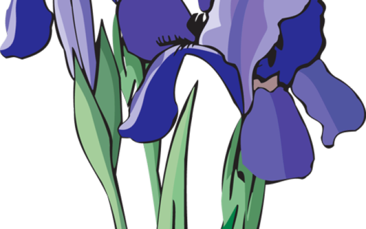 Касатик Сибирский ботаника