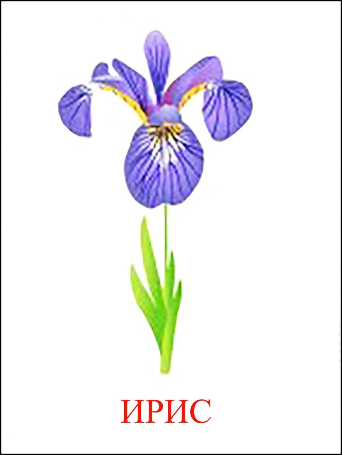 Ирисы в полный рост акварель