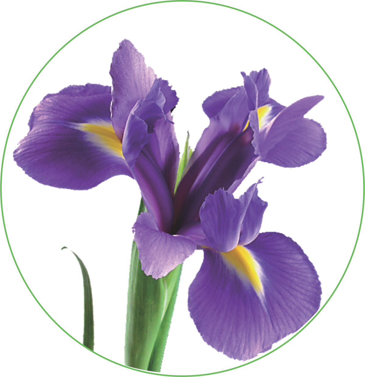 Ольга Базанова ирисы