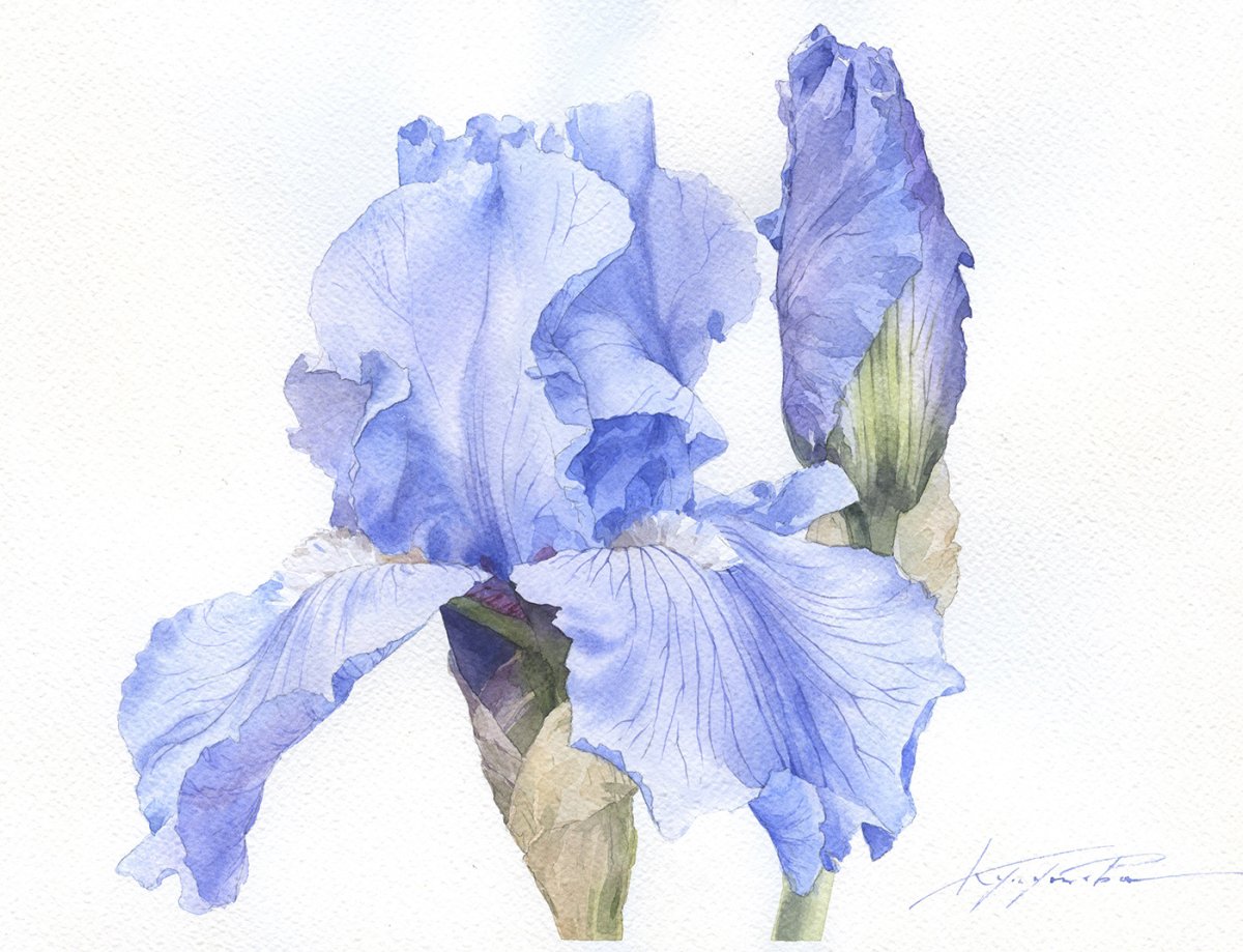 Marie Burke акварель