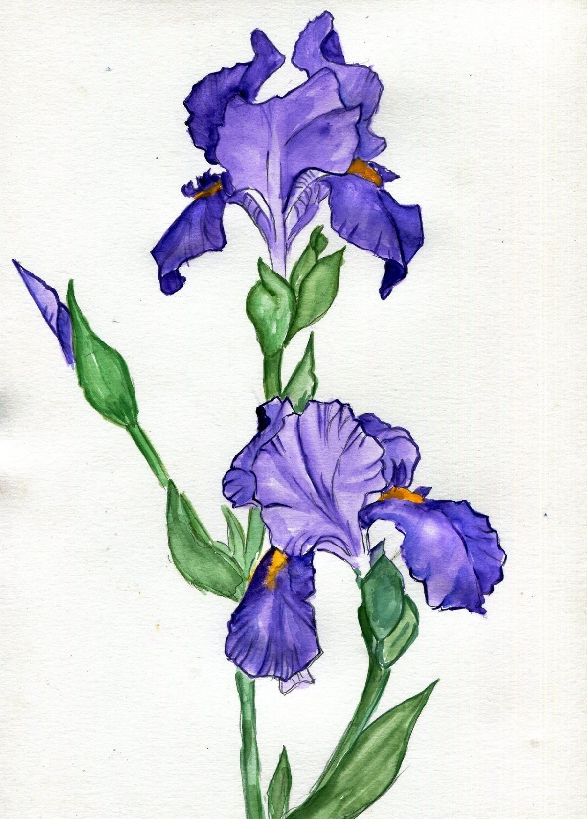 Салфетки Bulgaree Green ирисы 33 х 33 см