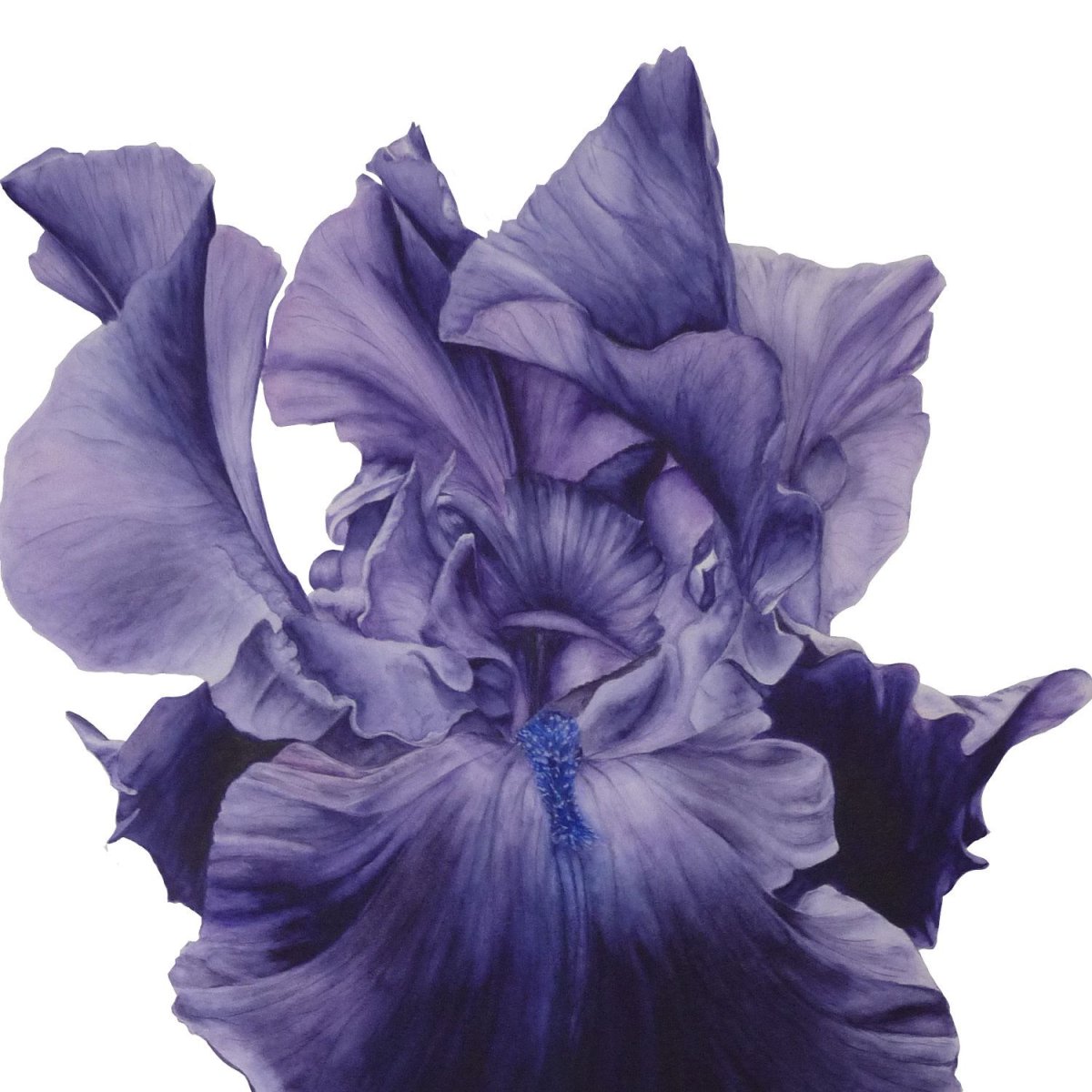 Пригласительные ирисы акварель