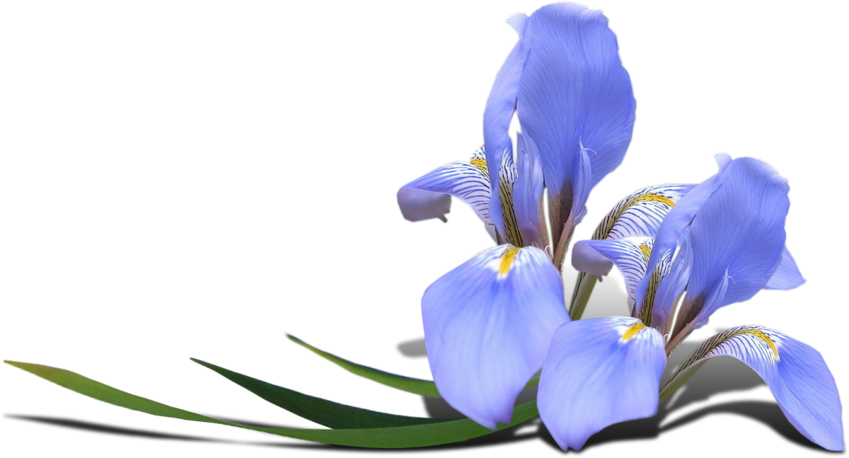 Цветок ириса символ