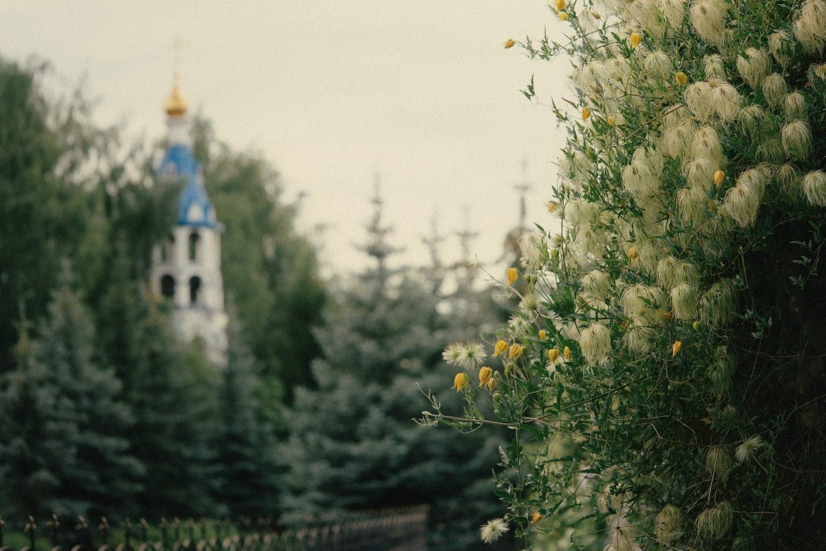 Клематис рисунок карандашом