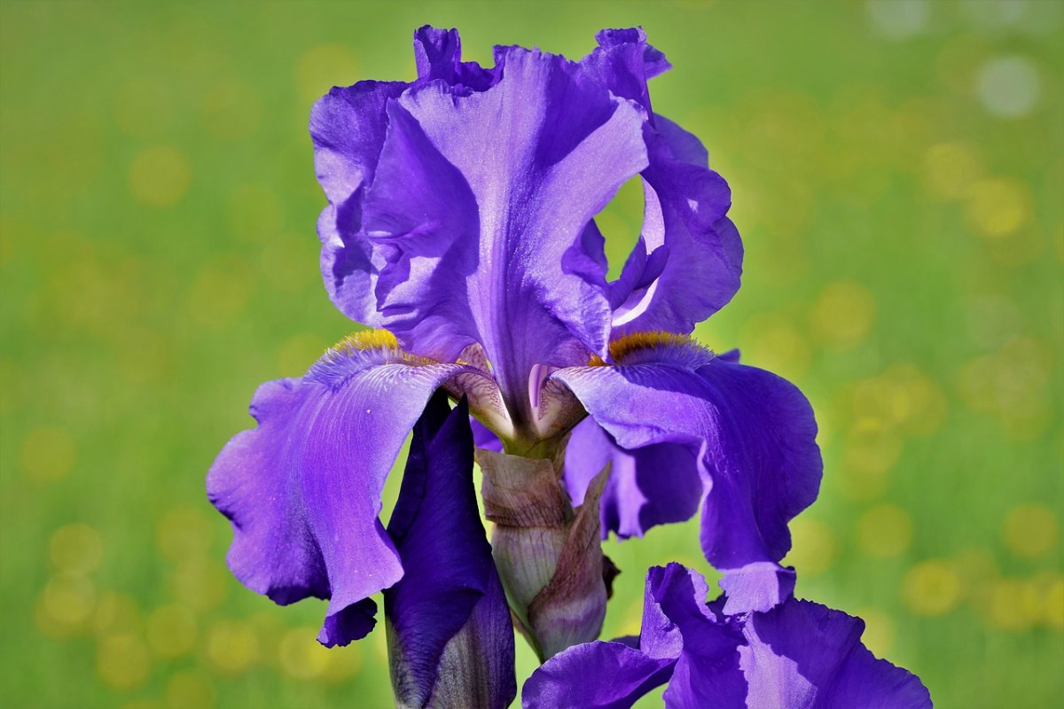 Ирисы акварелью с прорисовкой