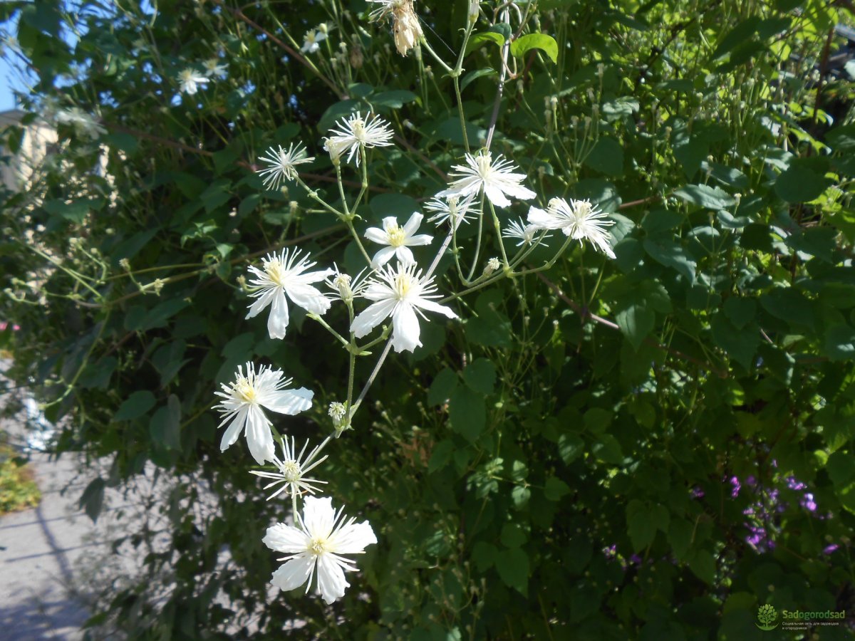 Афанасий Афанасий Афанасьевич Фет