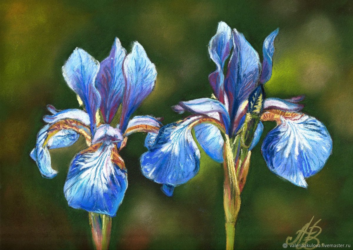 Соцветие лиловых ирисов