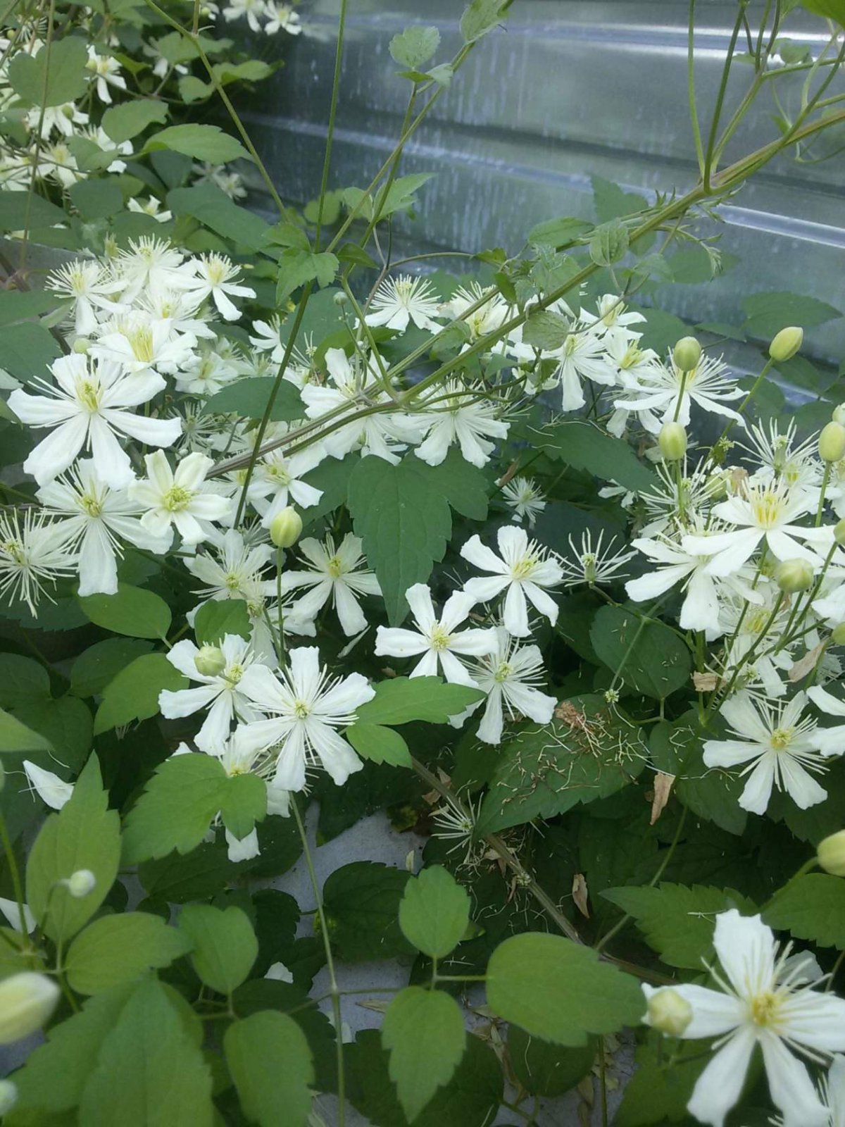 Клематис Барон Вейлард