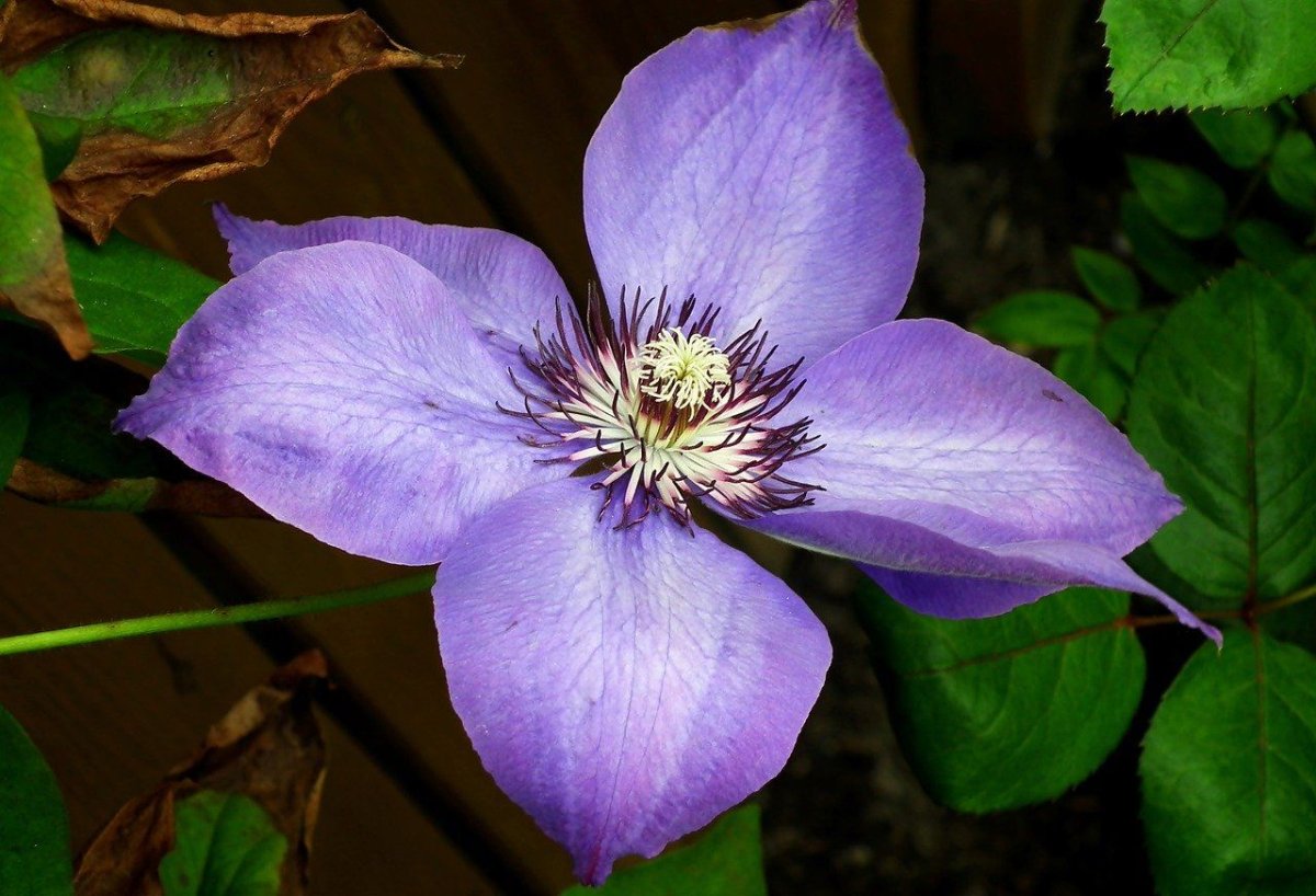 Клематис вандерфул