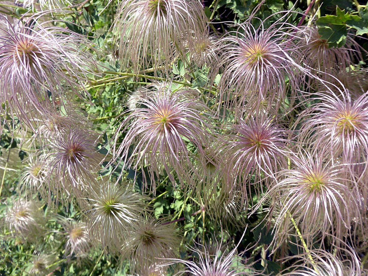 Клематис Арманди