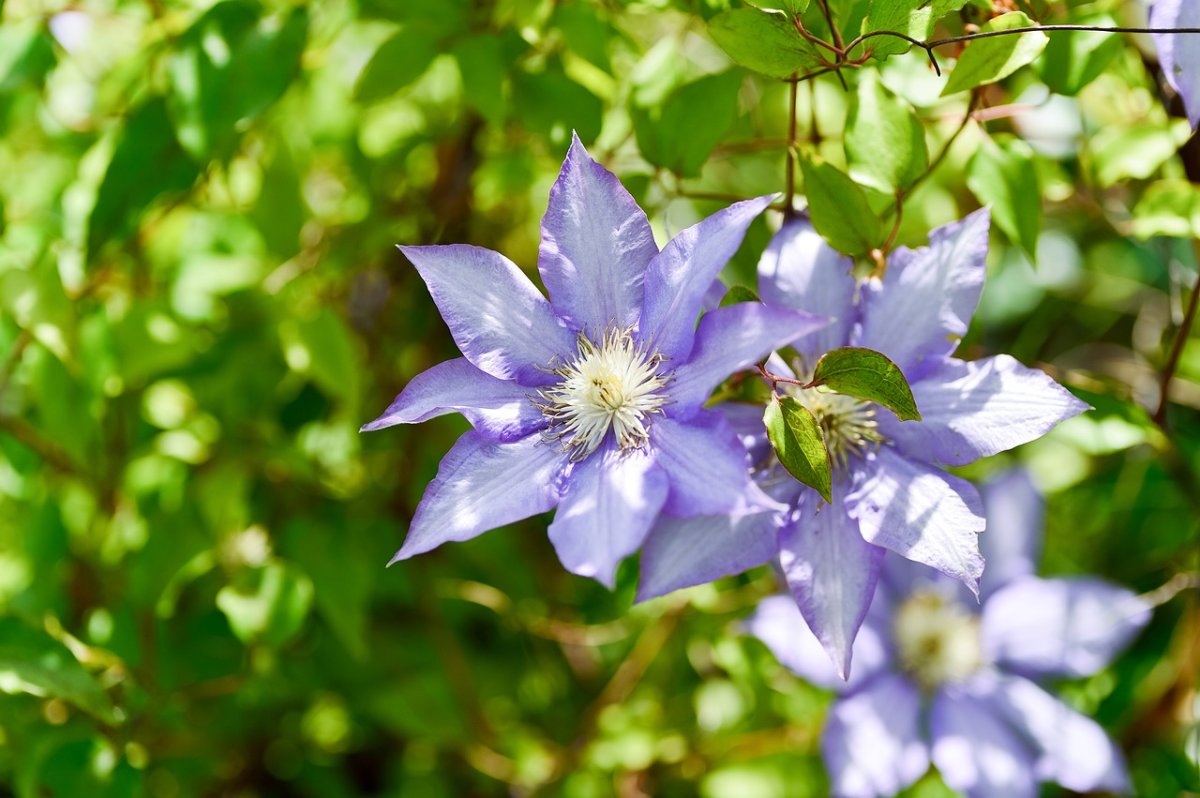День рождения водки