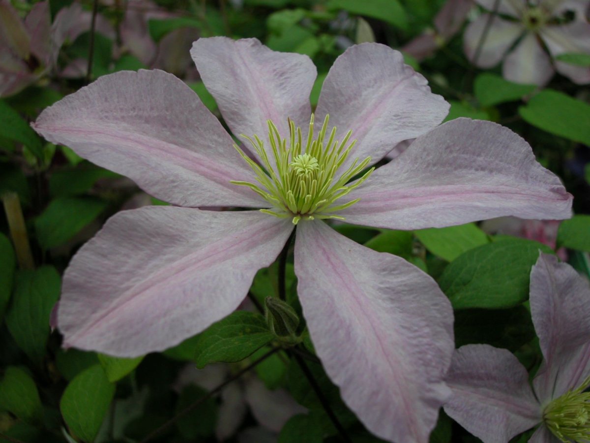 Дикий клематис Ломонос