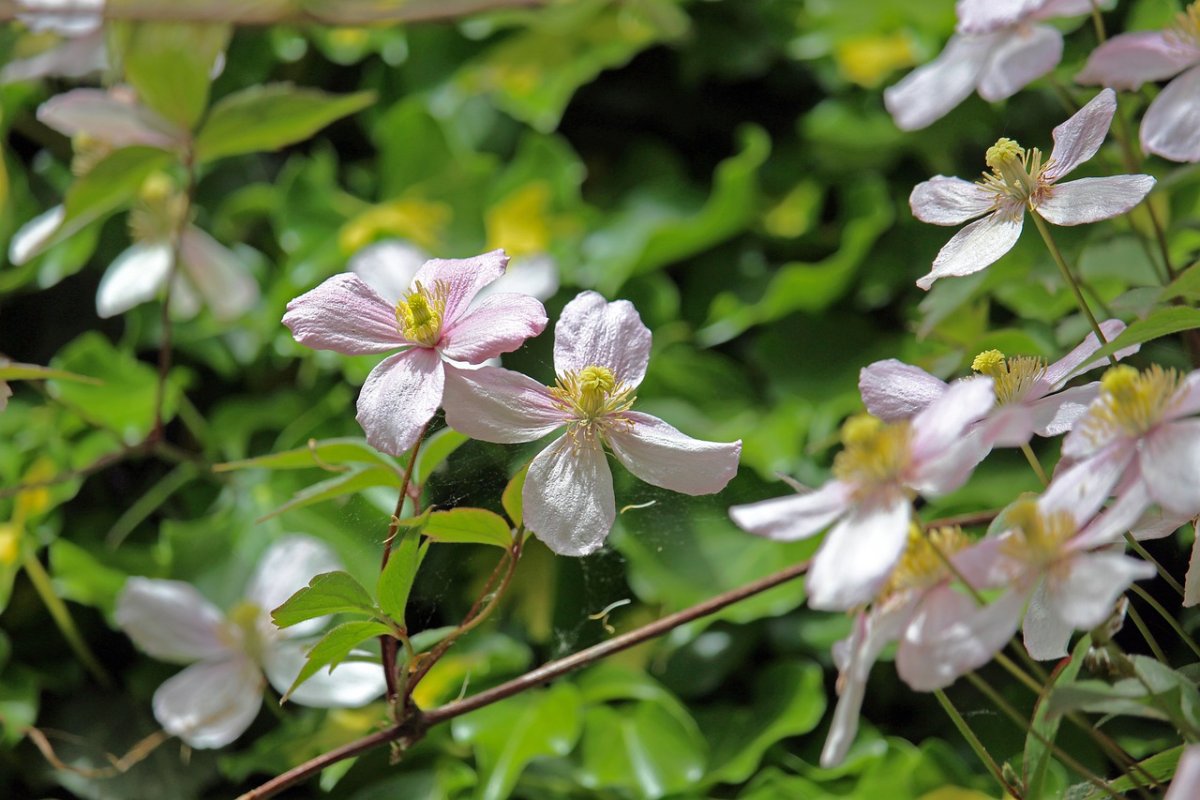 Клематис Какио