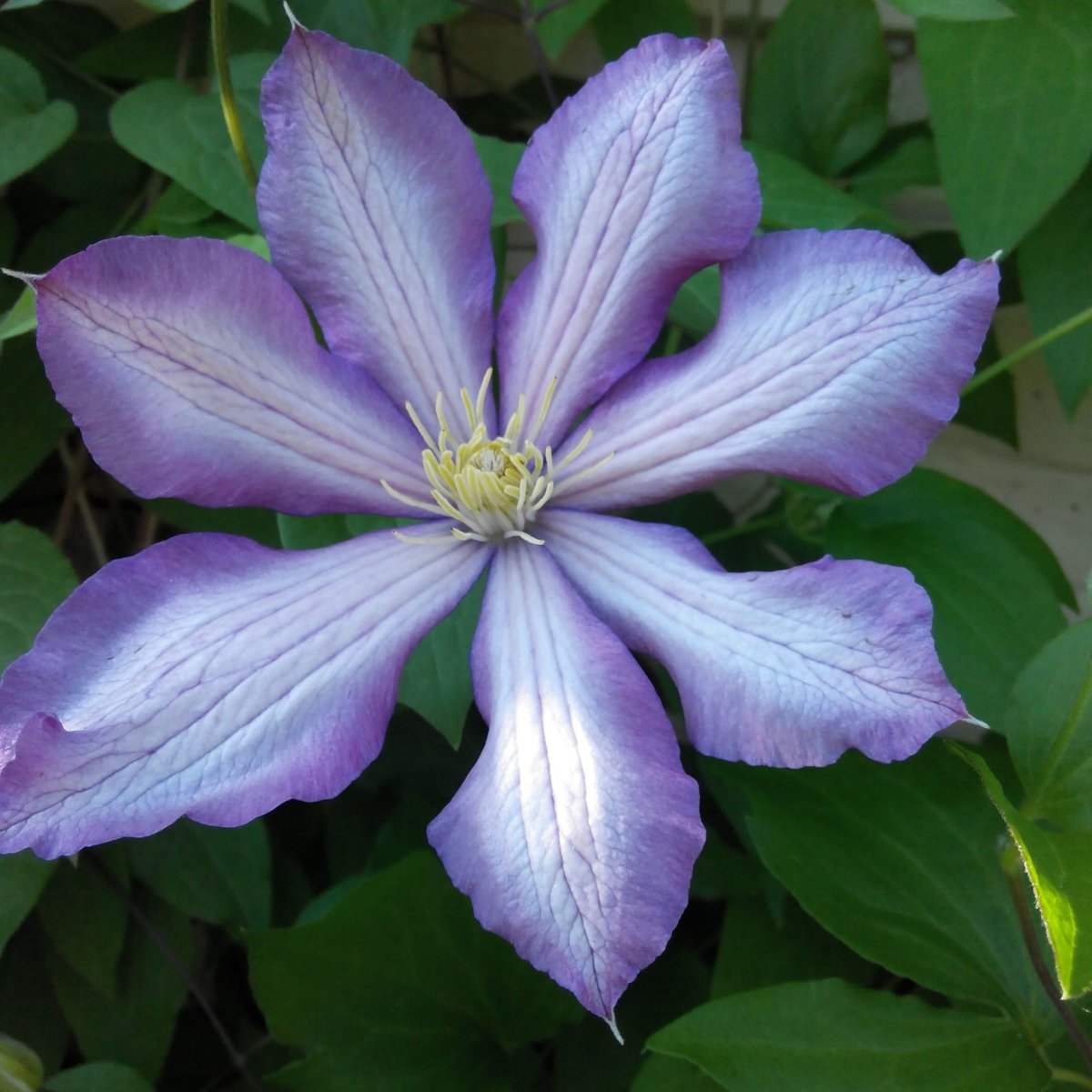 Клематисы княжики перпл Дрим