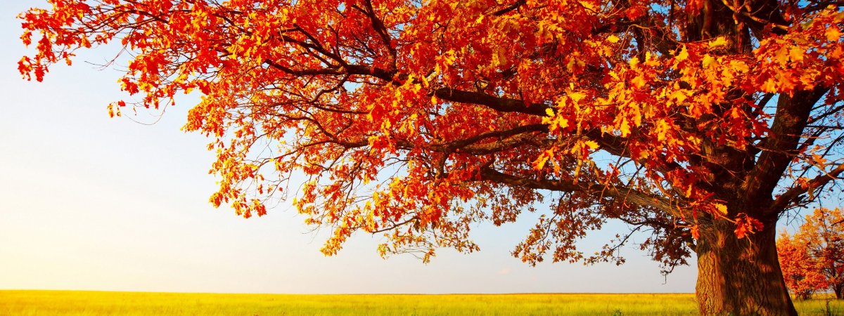 Антонио Вивальди времена года