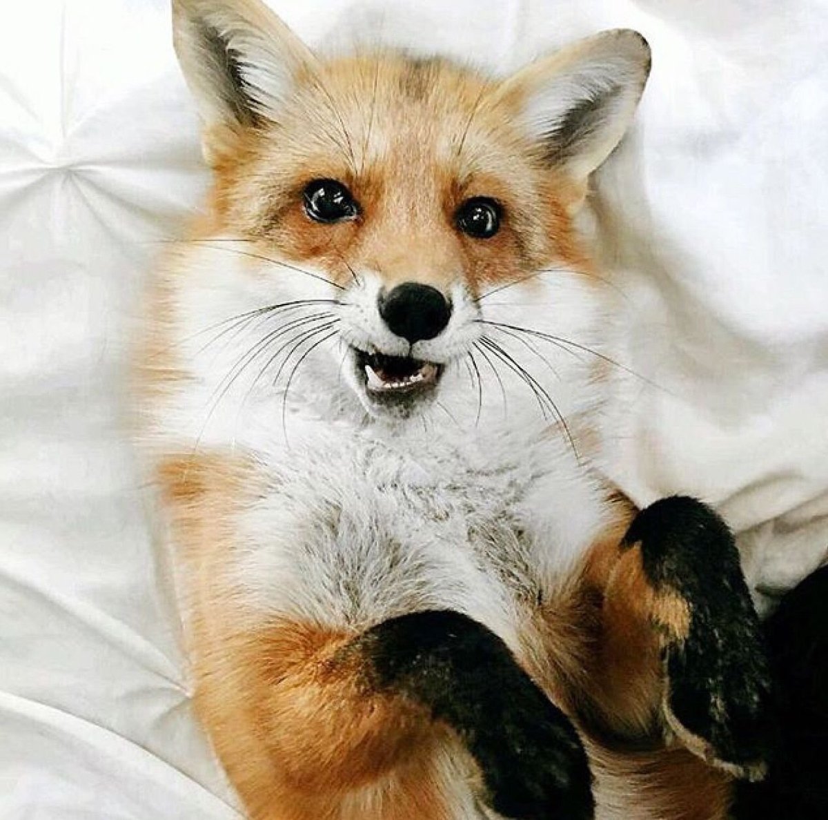 Лисичка Леся