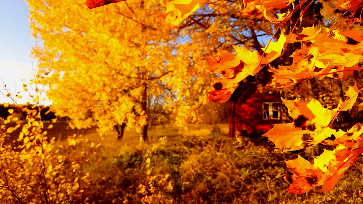 Вивальди времена года осень