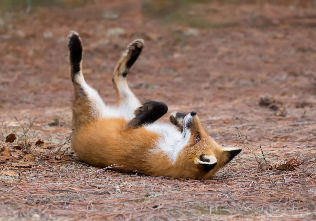 Лиса лежит на спине