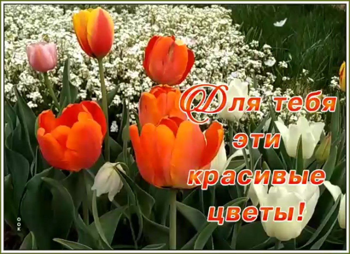 С добрым утром четверг цветы