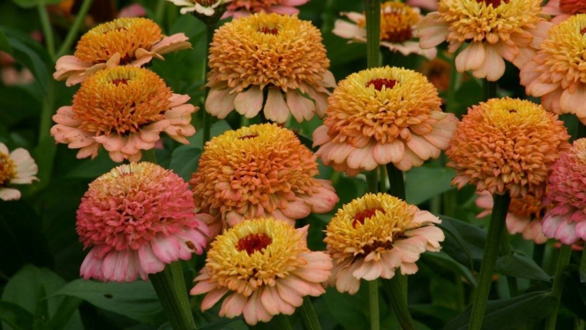 Цинния Cinderella Peach