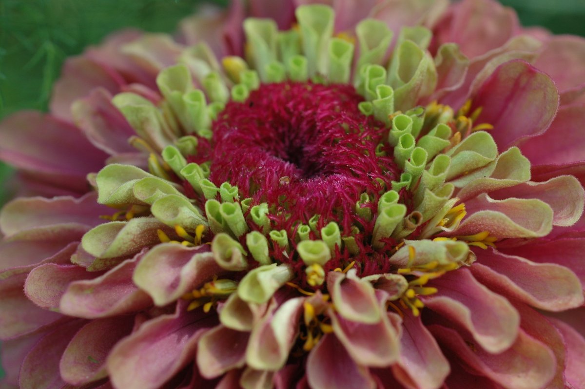 Цинния Квин ред лайм