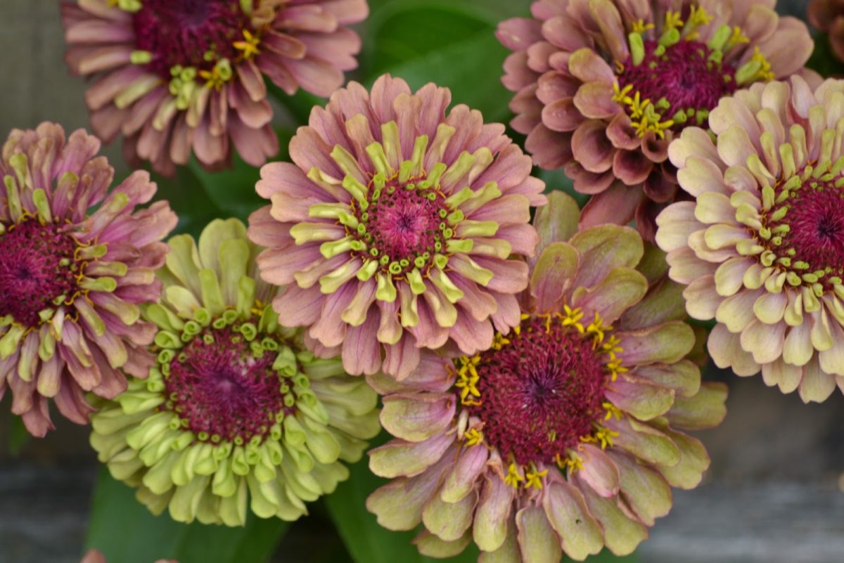 Цинния Квин лайм