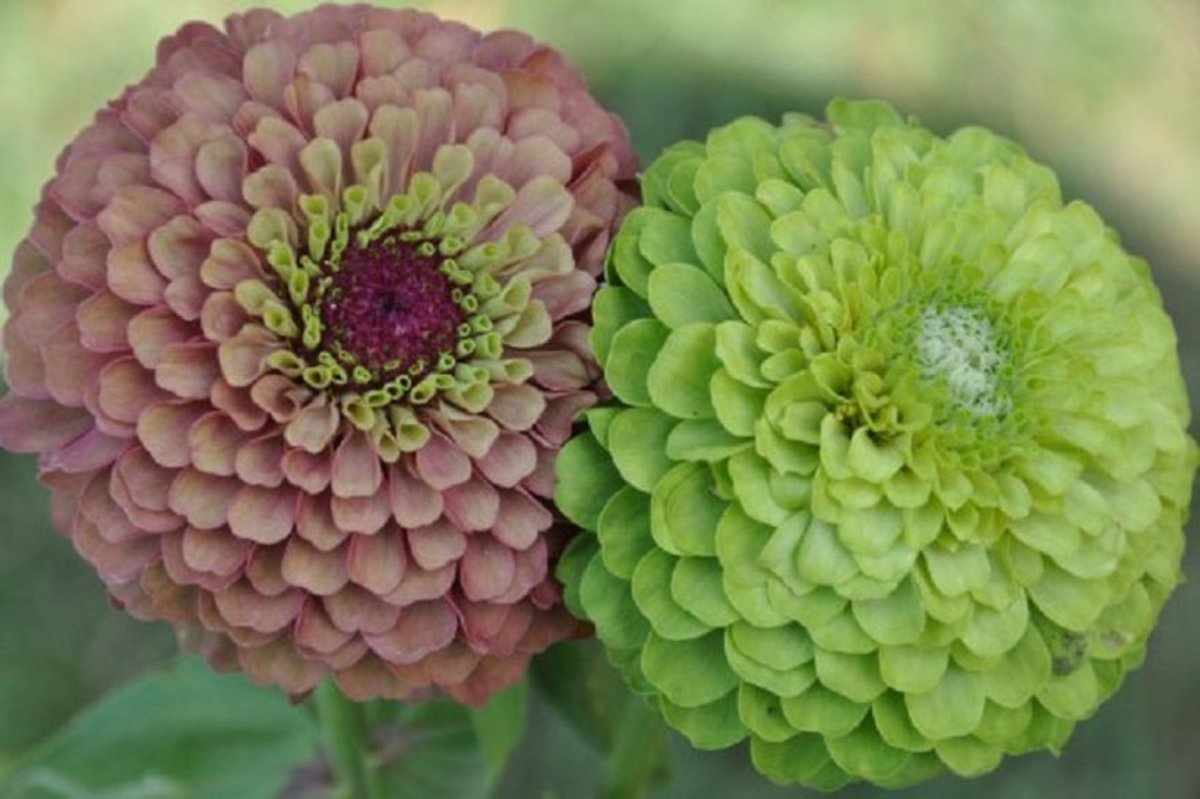 Цинния Квин ред