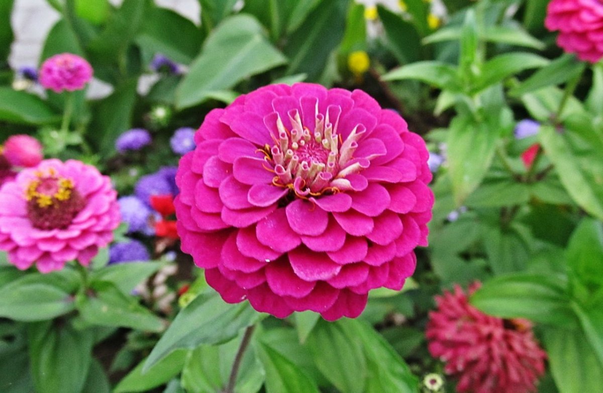 Циния Тюдор